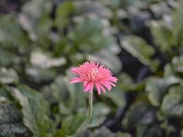 bellissimo rosa gerbera nel un' giardino . foto