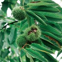 castagne su il Castagna albero nel autunno stagione foto