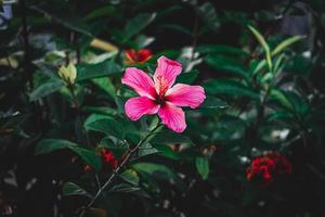 ibisco rosa, Cina rosa, hawaiano ibisco, rosa malva fiore nel il giardino, selettivo messa a fuoco foto