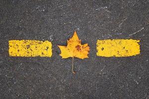 foglia d'acero gialla nella stagione autunnale foto