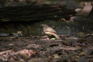 uccello a terra foto