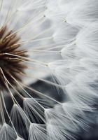 seme di fiore di tarassaco bianco foto