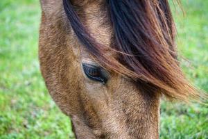 primo piano del cavallo marrone al pascolo nel prato, occhio di cavallo foto