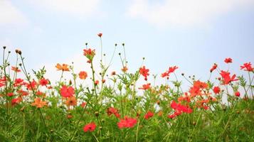 fiori rossi e cielo blu foto