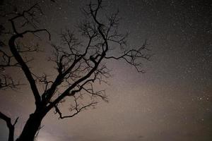 sagoma di un albero e cielo stellato foto