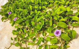 rosa viola mattina gloria capre piede strisciante spiaggia fiore Messico. foto