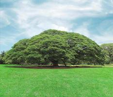 grande albero verde foto