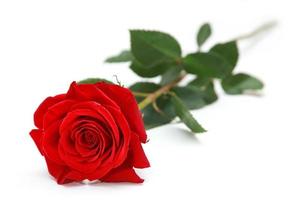bellissima rosa rossa. sfondo di congratulazioni di st. San Valentino foto