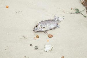 pesci morti sulla spiaggia foto