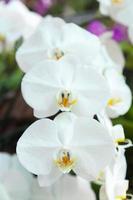 fiori di orchidee bianche foto