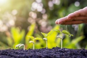 piantare piante sul terreno e annaffiare le mani, incluso mostrare lo stadio di crescita delle piante, piantare idee e investimenti per gli agricoltori foto