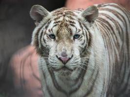 primo piano di una tigre bianca foto