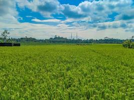 indonesiano tradizionale riso agricoltura paesaggio. indonesiano riso campi. riso i campi e blu cielo nel Indonesia. foto