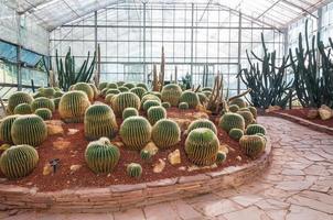 cactus nel botanico giardino, chiang Mai settentrionale Tailandia foto