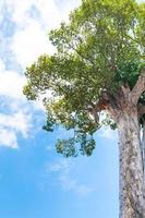 antico grande albero contro blu cielo foto