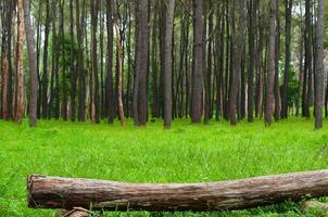 pezzo di log legna nel il foresta su verde erba, pino alberi foto