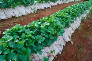 fragola azienda agricola, agricoltura azienda agricola di fragola campo nel Tailandia foto