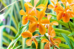 arance orchidea bellissimo nel giardino, tailandese orchidea foto