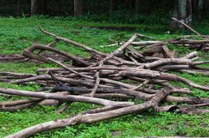 mucchio di legna da ardere all'aperto, paesaggio con vecchio morto boschi nel in profondità foresta foto