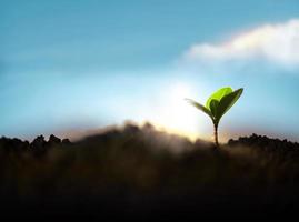 pianta un' albero concetto. inizio, recupero e sfida nel vita o attività commerciale. nuovo verde germoglio crescita nel suolo. mattina Alba cielo come sfondo. responsabile e sostenibile, ambientale cura. Basso angolo foto