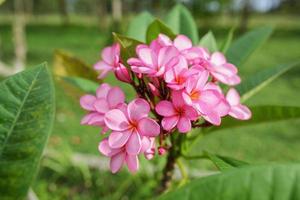 medio sparare rosa frangipani fiori plumeria rubra Gabriella o bunga kamboja con verde le foglie e rosa petali foto