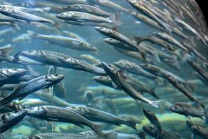 scuola di pesca foto