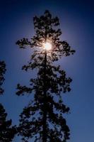 sole dietro a il albero foto