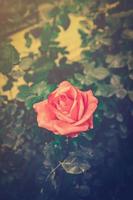 rosa e morbido leggero nel giardino con Vintage ▾ tono. foto