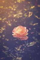 rosa e morbido leggero nel giardino con Vintage ▾ tono. foto