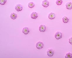rosa fioritura mini cuffie mandorle trilobato su un' rosa sfondo foto
