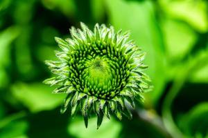 bene selvaggio in crescita fiore astro falso girasole su sfondo prato foto