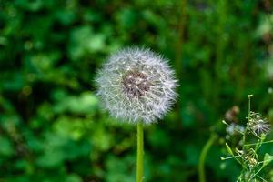 bellissimo selvaggio in crescita fiore seme dente di leone su sfondo prato foto