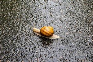 grande lumaca da giardino in guscio che striscia sulla strada bagnata affrettati a casa foto