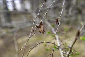 secco albero rami foto