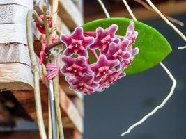 rosso Hoya fiore fioritura nel il giardino foto