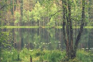 foresta in giro il lago. riflessione di alberi nel acqua. blu laghi su naroch foto