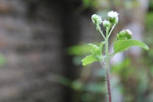 bokeh fiore oggetto su verde e nero sfondo foto