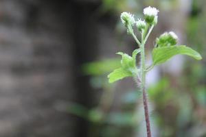 bokeh fiore oggetto su verde e nero sfondo foto