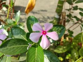 natura bellissimo fiori sfondo gratuito Scarica foto