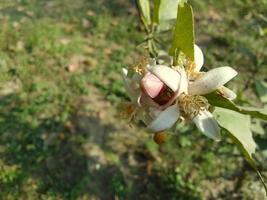 natura bellissimo fiori sfondo gratuito Scarica foto