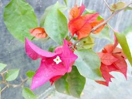 natura bellissimo fiori sfondo gratuito Scarica foto