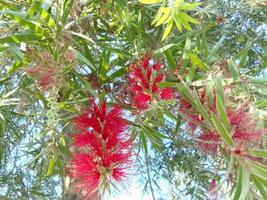 natura bellissimo fiori sfondo gratuito Scarica foto