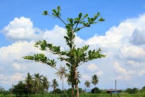 terminalia ivorensis- Questo è un' piccolo frondoso albero nativo per il foreste di ovest Africa. e bianca e blu cieli durante caldo e soleggiato giorni nel il campagna. pianta un' giardino - rendere esso bellissimo foto