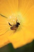 ape è suzione il nettare di il fiore e è impollinazione il pianta contro il bellissimo giallo- fiore sfondo nel natura. foto