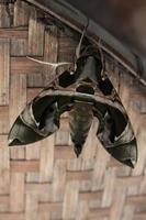 oleandro Hawk-falena è un' agile, bellissimo falena quello piace per foraggio a notte, ma fa non vagare durante il giorno su un' intrecciata bambù pavimento. foto