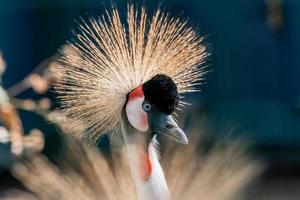 bellissimo incoronato gru balearica pavonina foto