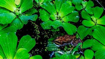 rane nel acqua e circondato di acquatico impianti foto