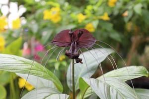 tacca chantrieri è un' specie di fioritura pianta nel il patata dolce famiglia dioscoreaceae. esso è comunemente chiamato il nero pipistrello fiore. foto