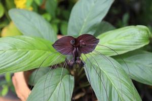 tacca chantrieri è un' specie di fioritura pianta nel il patata dolce famiglia dioscoreaceae. esso è comunemente chiamato il nero pipistrello fiore. foto