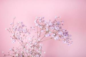 piccolo viola e bianca gypsophila fiori su un' rosa sfondo foto